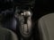 2024 Nissan March 1.6 Advance At